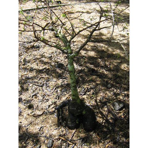 Jacaratia hassleriana Caricaceae