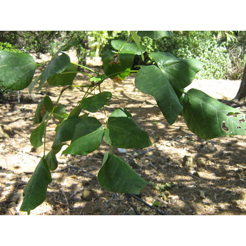 Erythrina sandwichiensis 