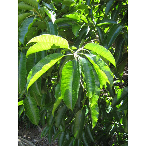 Diosppyros sandwichiensis 