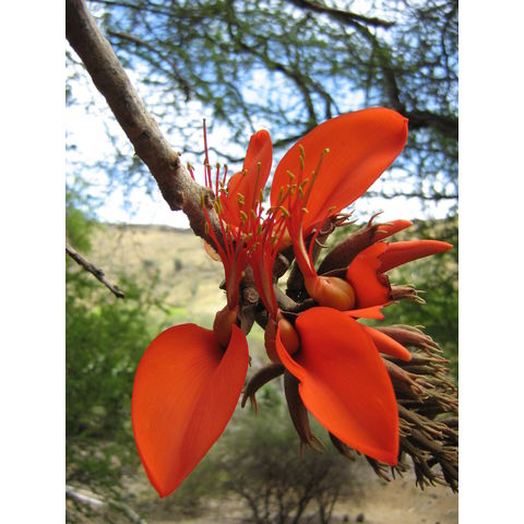 Erythrina sp.