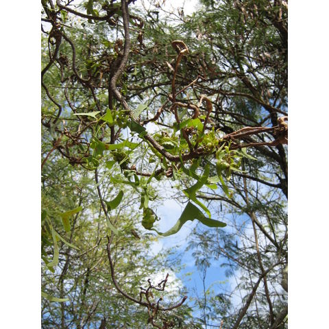 Erythrina vespertilio