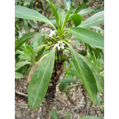 Myoporum sandwichiensis