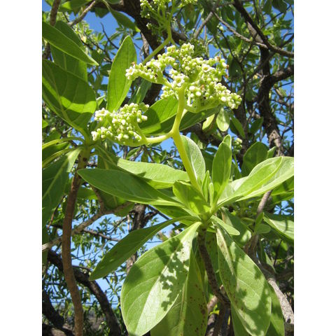 Turnefortia argentea