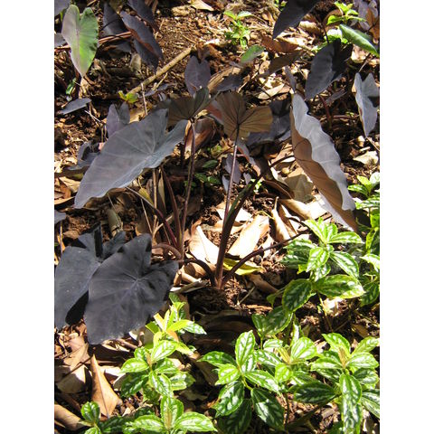 Colocasia esculenta 