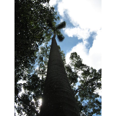 Chrysalidocarpus madagascariensis 