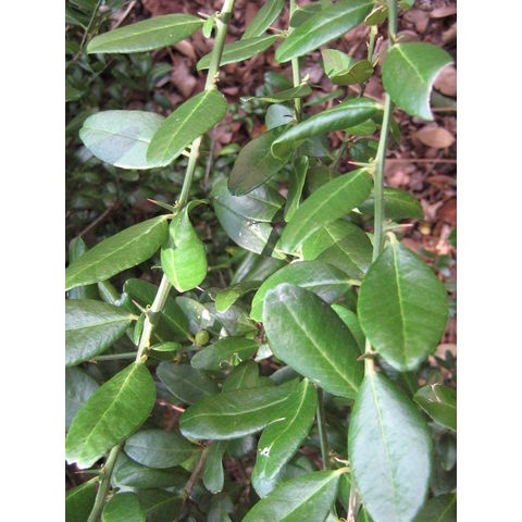 Atalantia buxifolia Rutaceae 