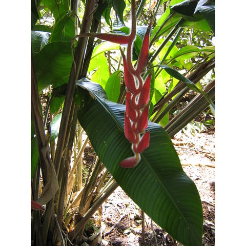 Heliconia mutisiana 
