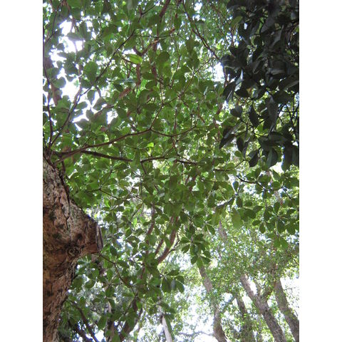 Bucida buceras Combretaceae Geometry tree