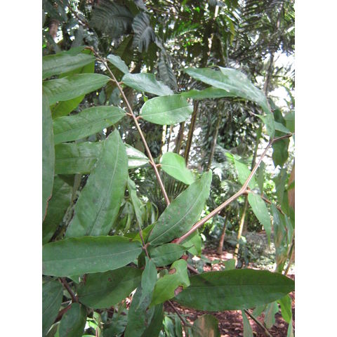 Brownea macrophylla