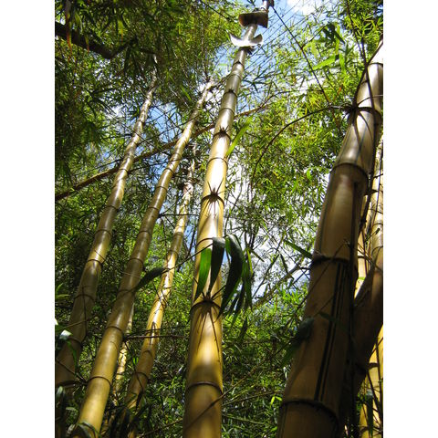 Bambusa vulgaris