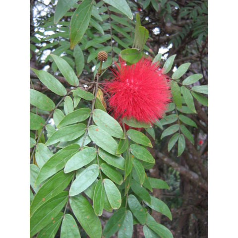 Calliandra inaequilatera