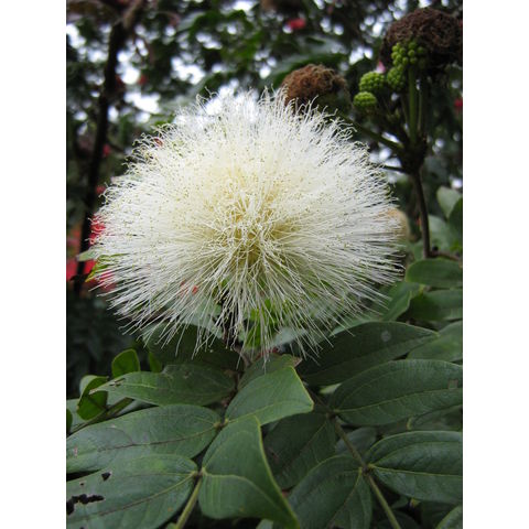 Calliandra inaequilatera