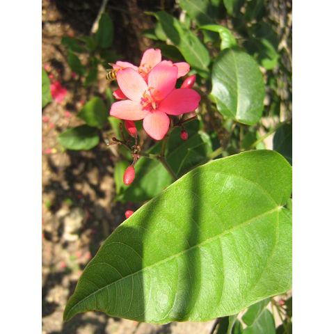 Jatropha integerrima