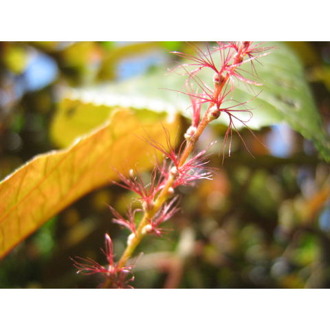 Acalypha wilkesiana