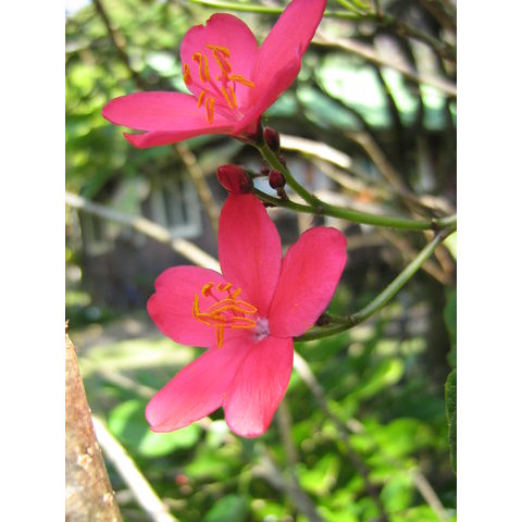 Jatropha integerrima