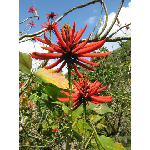 Erythrina speciosa