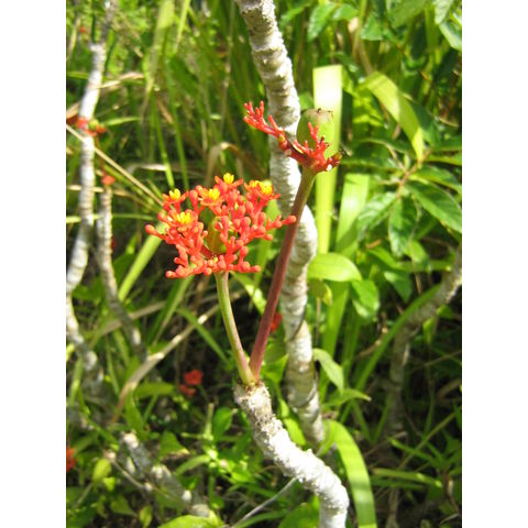 Jatropha podagrica