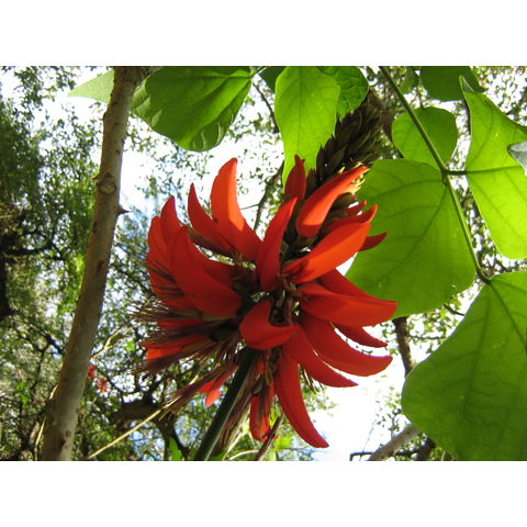 Erythrina fusca