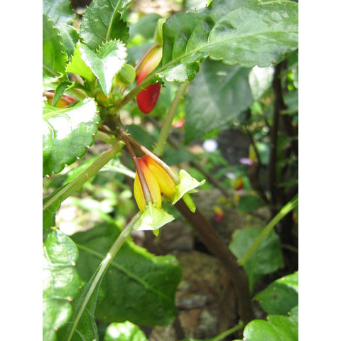 Impatiens niamniamensis