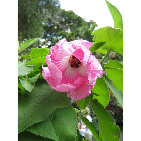 Hibiscus splendens
