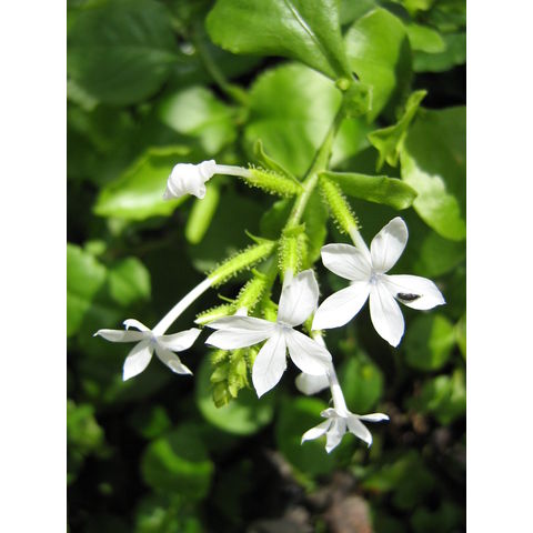 Plumbago zeylanica