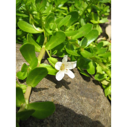 Bacopa sp.