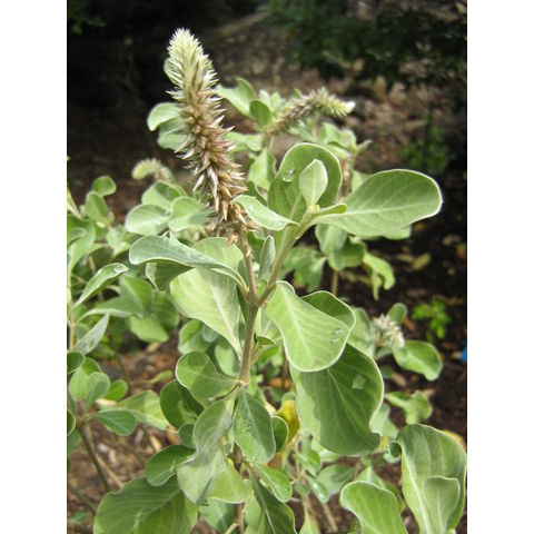 Achyranthes splendens