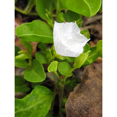 Jacquemontia ovalifolia