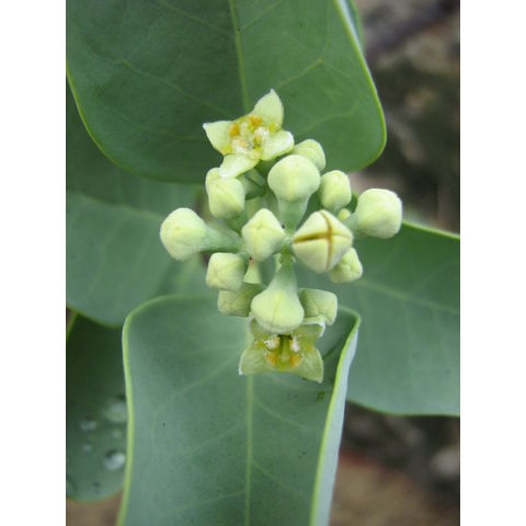 Santalum ellipticum 