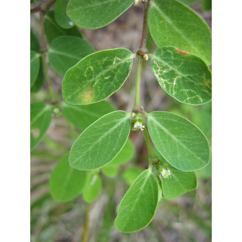 Chamaesyce scottsbergii 