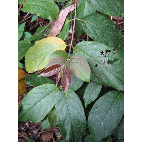 Aristolochia tagala ?