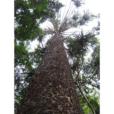 Araucaria hunsteinii 