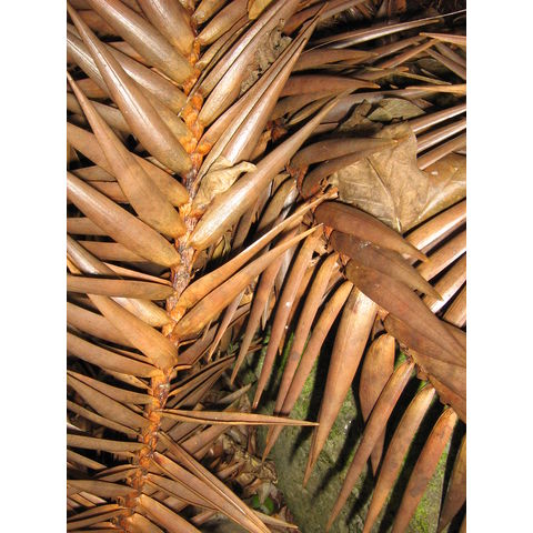 Araucaria hunsteinii 