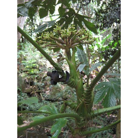 Osmoxylon novoguinense