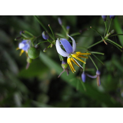 Dianella sp.