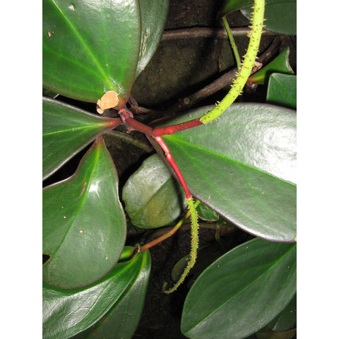 Peperomia clusiifolia