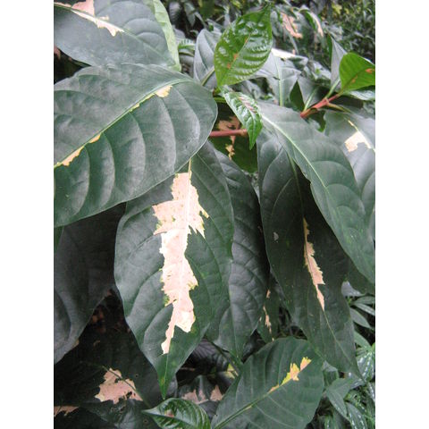 Graptophyllum pictum