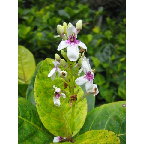 Pseuderanthemum carruthersii