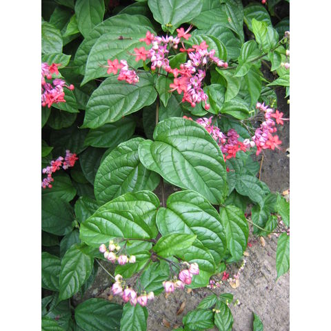 Clerodendrum magnificum