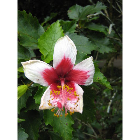 Hibiscus storckii