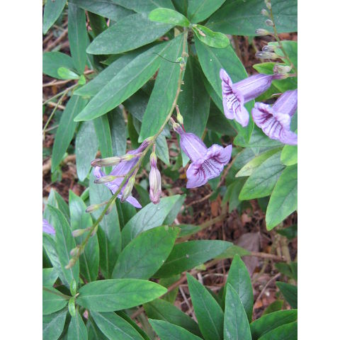 Asystasia salicifolia