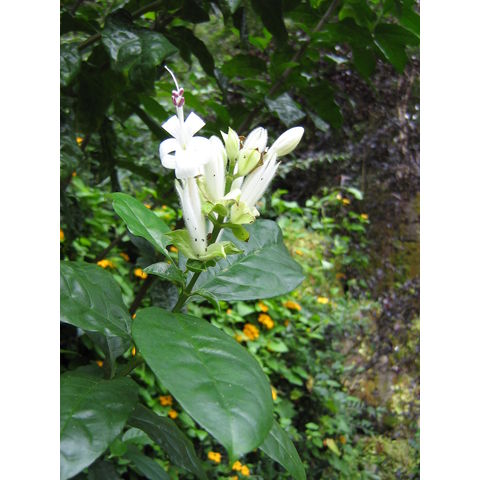 Whitfieldia elongata