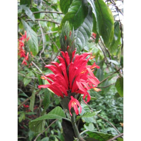 Aphelandra tetragona