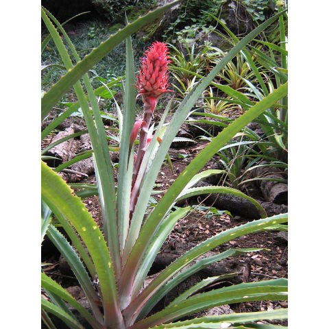 Ananas ebracteata