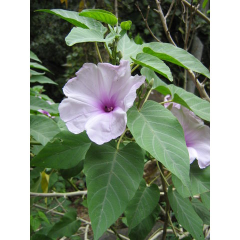 Ipomoea carnea