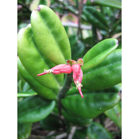 Pedilanthus tithymaloides