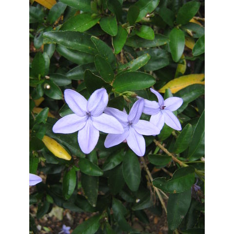 Pseuderanthemum laxiflorum