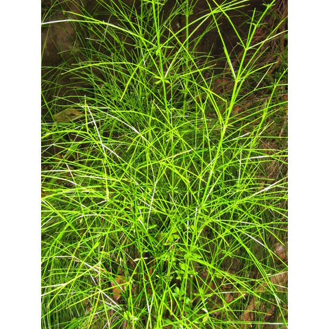 Russelia equuisetiformis