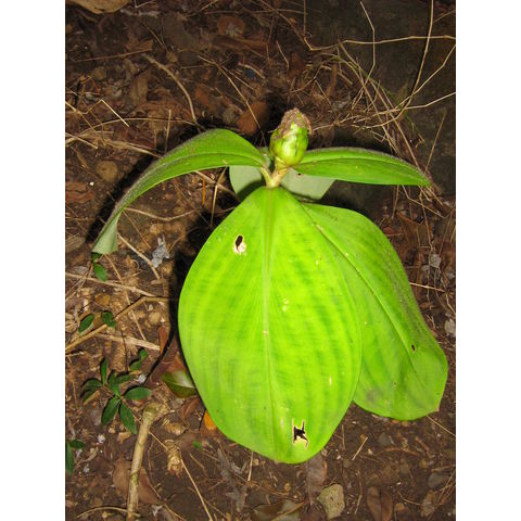 Costus malortianus 