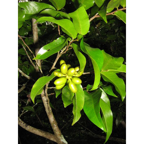 Guamia mariannae Annonaceae